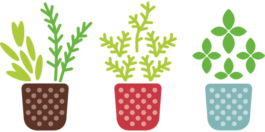 Piante da Appartamento: Quali scegliere