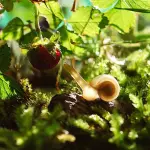 Come liberarsi dalle Lumache